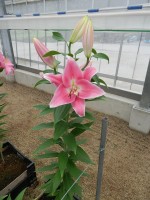 [5532 PO35 LUN 591 No01.JPG]